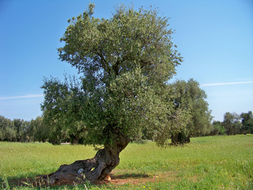 Foto di Giampaolo Pinto
