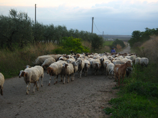 Foto Marilena Rodi