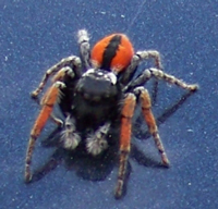 Foto Giampaolo Pinto
