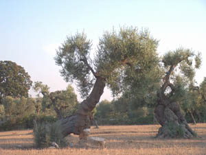 Chiantata di Pozzo Pitruddo