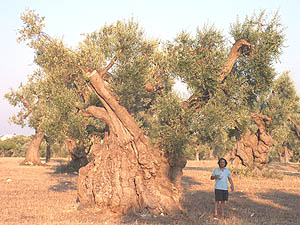 Chiantata di Pozzo Pitruddo