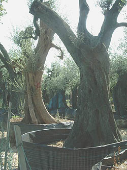 Ulivi predati